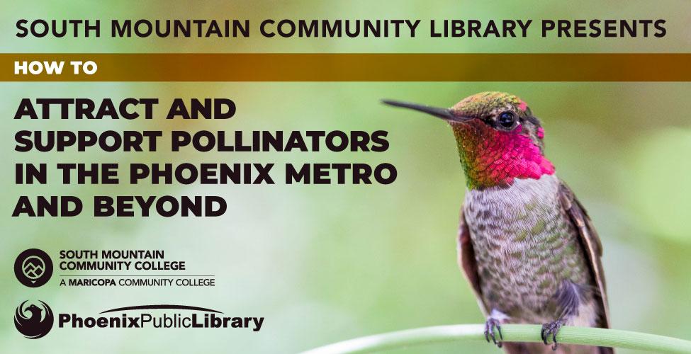 How to attract and support pollinators in the Phoenix metro & beyond