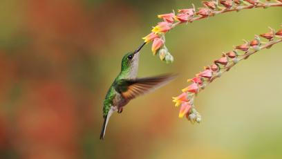 Native Seed Library Program