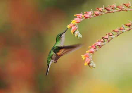 Native Seed Library Program